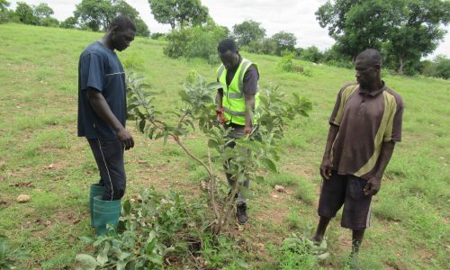 2. Select healthy tree stumps and seedlings